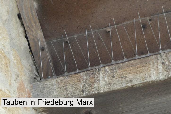 Tauben in Friedeburg Marx
